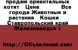 продам ориентальных котят › Цена ­ 5 000 - Все города Животные и растения » Кошки   . Ставропольский край,Железноводск г.